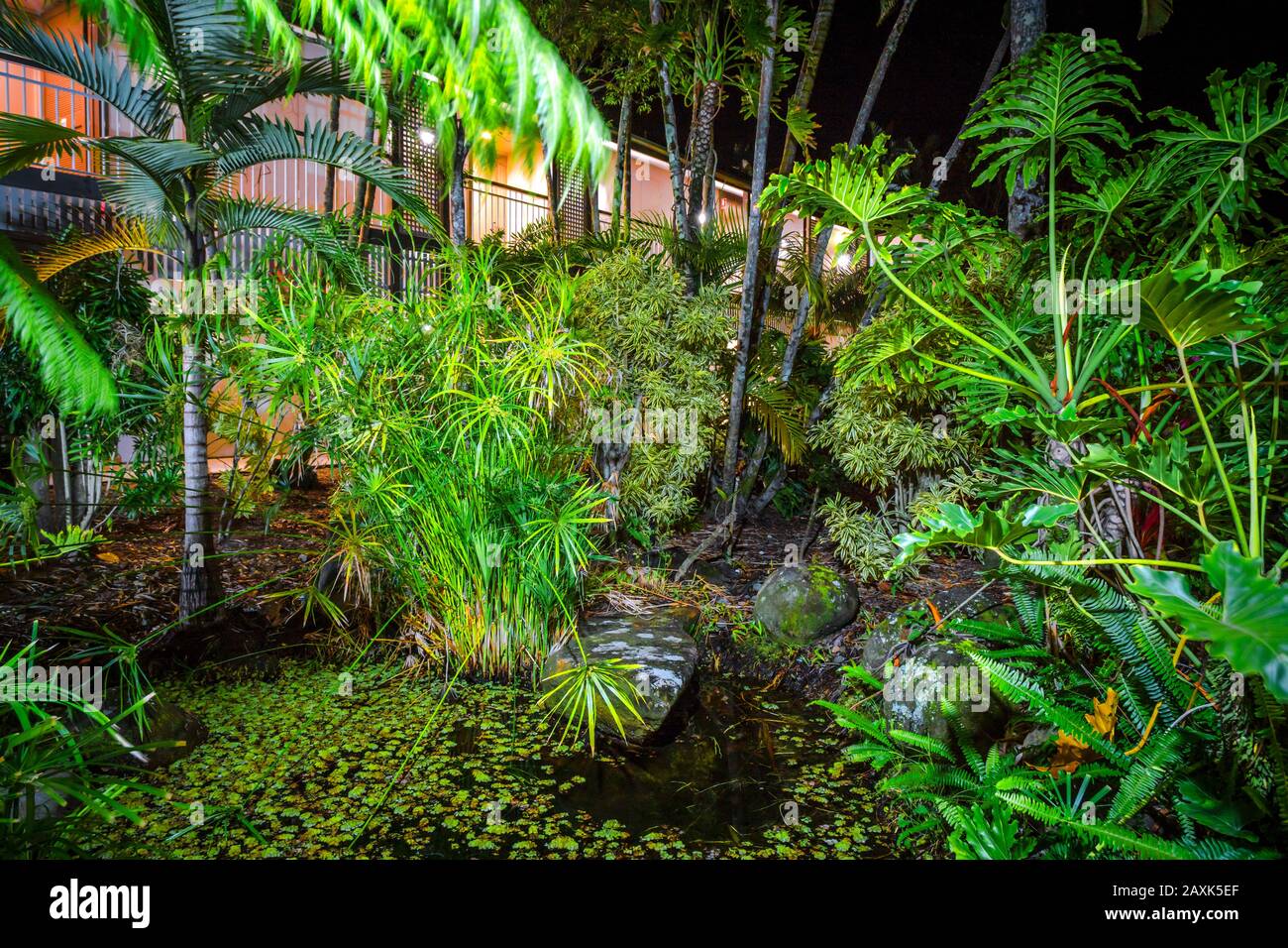 Australia, garden, palm trees, vegetation Stock Photo