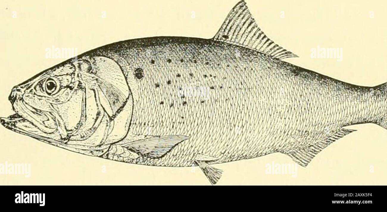 The food and game fishes of New York: . ed is the best known and most suitable. In New Jersey it is frequentlycalled Bunker or Moss Bunker, and in some other localities it is the Bony Fish.It is also called Bugfish, because of a crustacean parasite which is found in themouth.. MENHADEN. The Menhaden reaches a length of 15 inches or more ; its average size is about Ifoot. It is found along our east coast from Maine to Florida, swimming in immenseschools and fluctuating greatly in abundance. In certain localities its movementsare affected chiefly by temperature. The use of the Menhaden as a sour Stock Photo