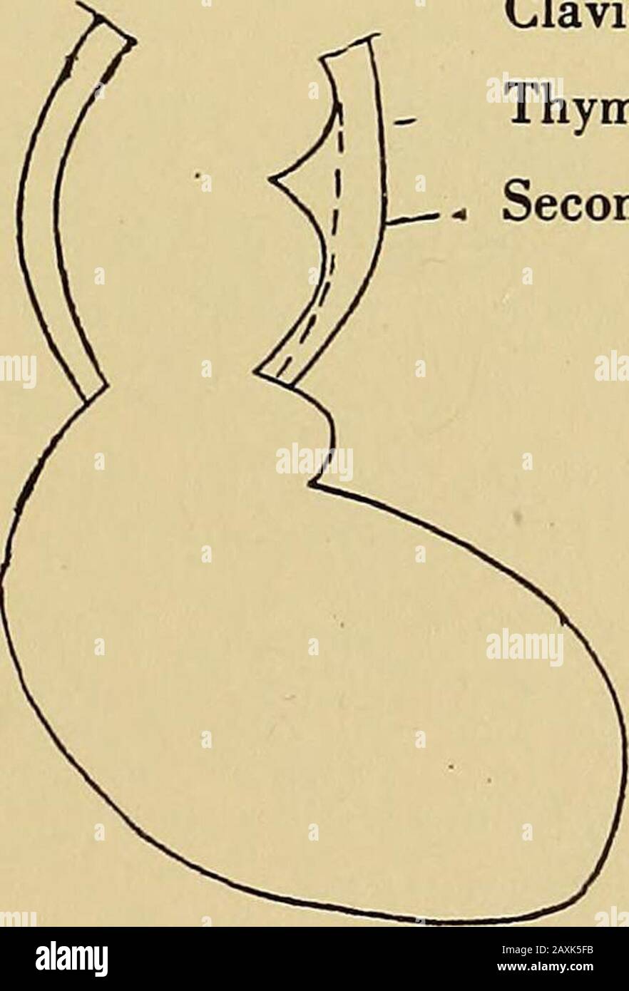 Thymus gland extract hires stock photography and images Alamy