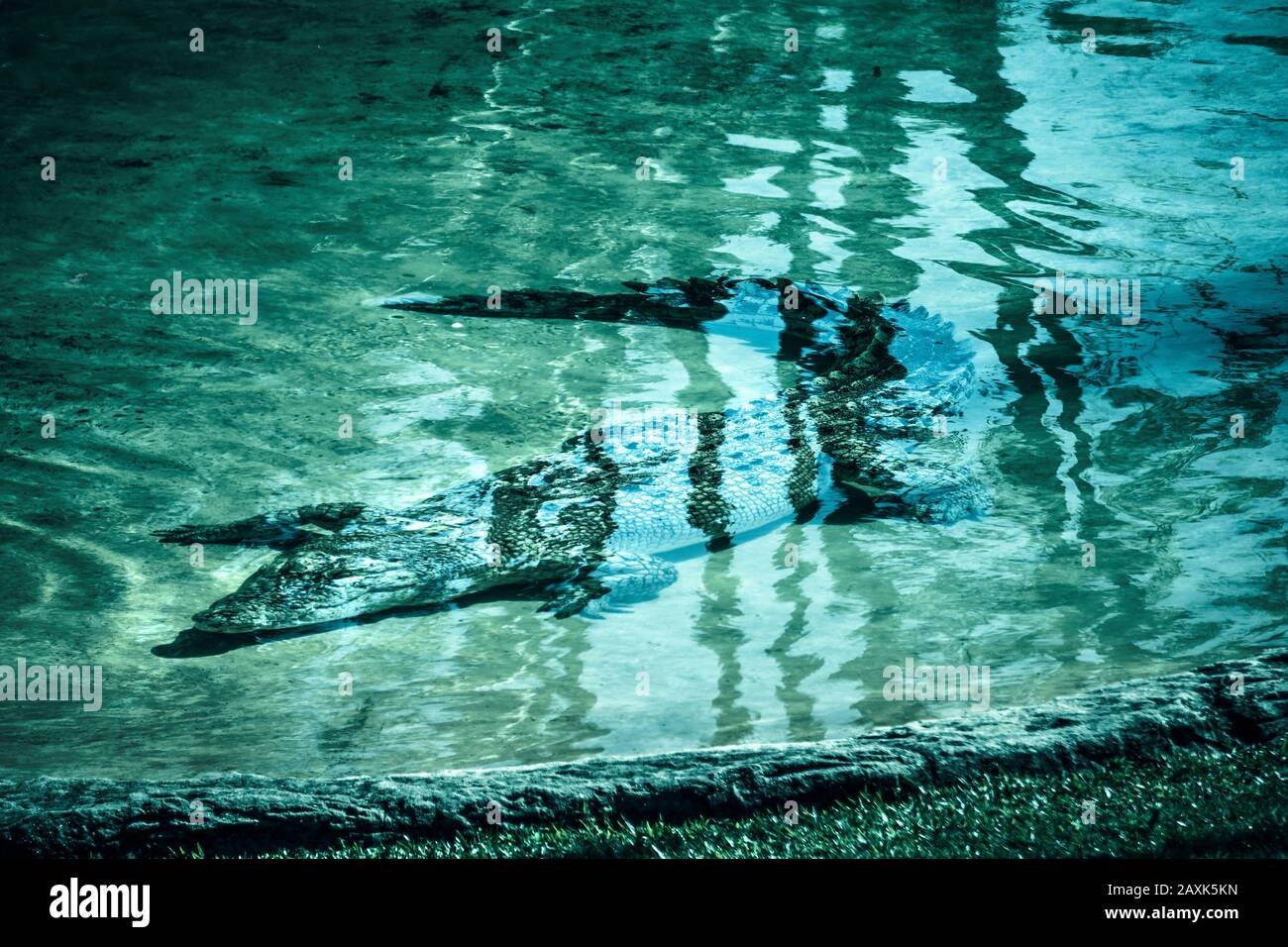 Australia, saltwater crocodile in the water Stock Photo