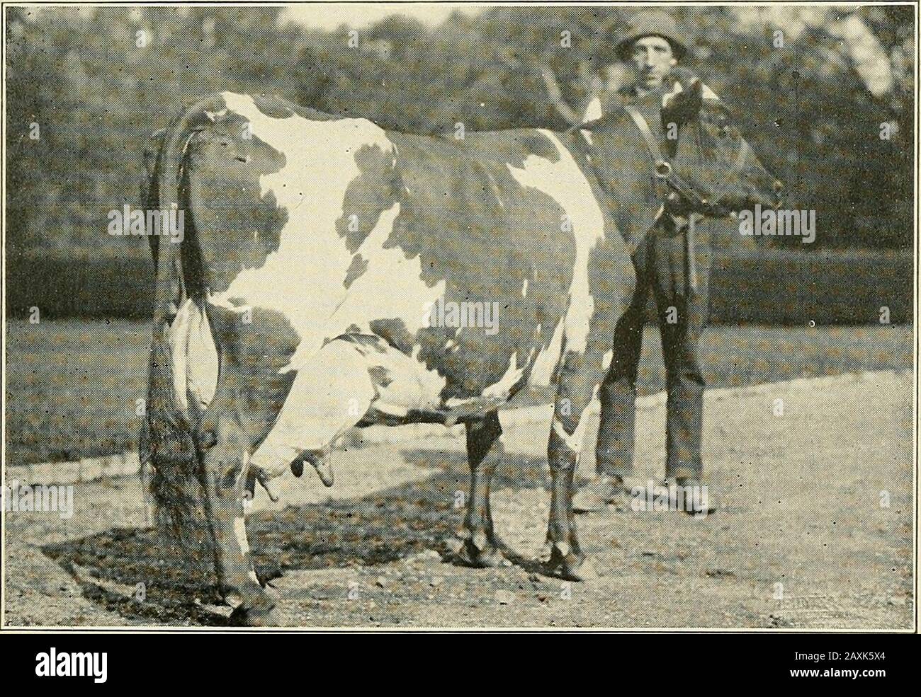 Ayrshire year book . Jean Armoue Record: 20.174 lbs. milk, 774.73 lbs. fat, 912 lbs. butter. 3.81% fat Owned by Mrs. F. D. Erhardt, West Berlin, Vt.. Eugenie Douglas Record: 12,570 lbs. milk, 479.70 lbs. fat, .564 lbs. butter, 3.82% fat Owned by Highland Farm, Bryn Mawr, Pa. 94 Two Year Old Form—Contimied. Lbs. Lbs. Lbs. %Milk. Fat. Butter. Fat. 34290 Imp. Lochfergus Diana, 912 7,367 295.41 348 4.01 Owned by C. B. Stevens, St. Johns-bury, Vt. 21246 Kittie K. 3d, 68 7,364 329.18 387 4.47 Owned by John E. Valentine, Bryn  ^ Mawr, Pa. 27608 Molly Hebron, 802 7,346 289.18 338 3.94 Owned by Friends Stock Photo