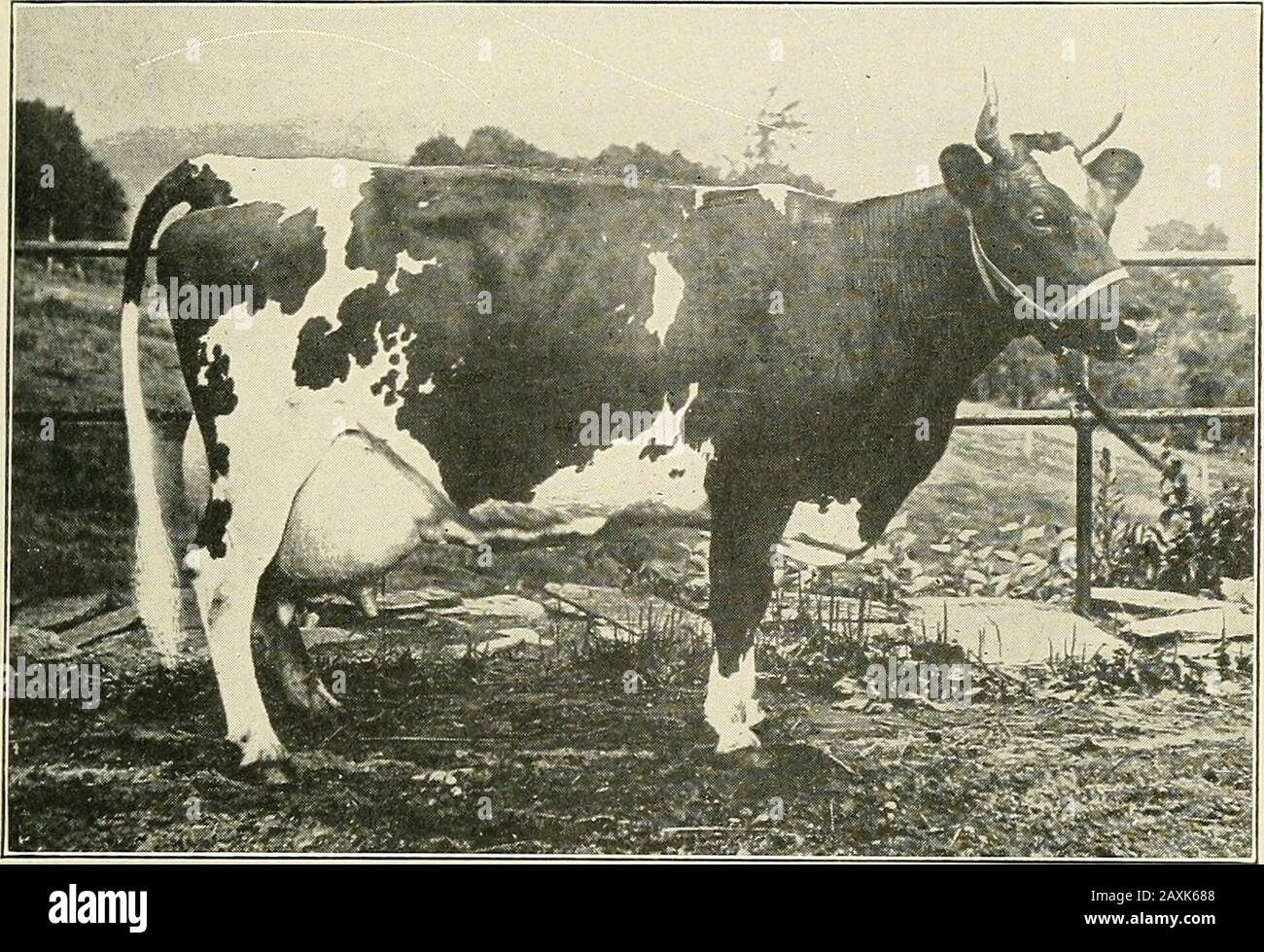 Ayrshire year book . Sunnyside Nellie, 782 7,472 305.88 360 4.11 Owned by Branford Farms, Gro-ton. Conn. 27342 Imp. Straith Lady Laurie, 553 7,454 296.55 349 3.98 Owned by Cornell University, Ith-aca, N. Y. 24581 Crimson Miss, 285 7,440 313.60 369 4.21 Owned by Geo. F. Stone, Littleton,Mass. 27338 Imp. Foulton Primrose, 554 7,439 315.42 371 4.24 Owned by H. W. Pardey, Segre-ganset, Mass. 26941 Soon, 429 7,434 303.80 357 4.09 Owned by W. V. Probasco, CreamEidge, N. J. 24178 Eva of Spring Hill 2d, 304 7,415 328.49 386 4.43 Owned by C. A. Griscom, Haver-ford, Pa. 13688 Eose Dolman, 21 7,409 270.6 Stock Photo