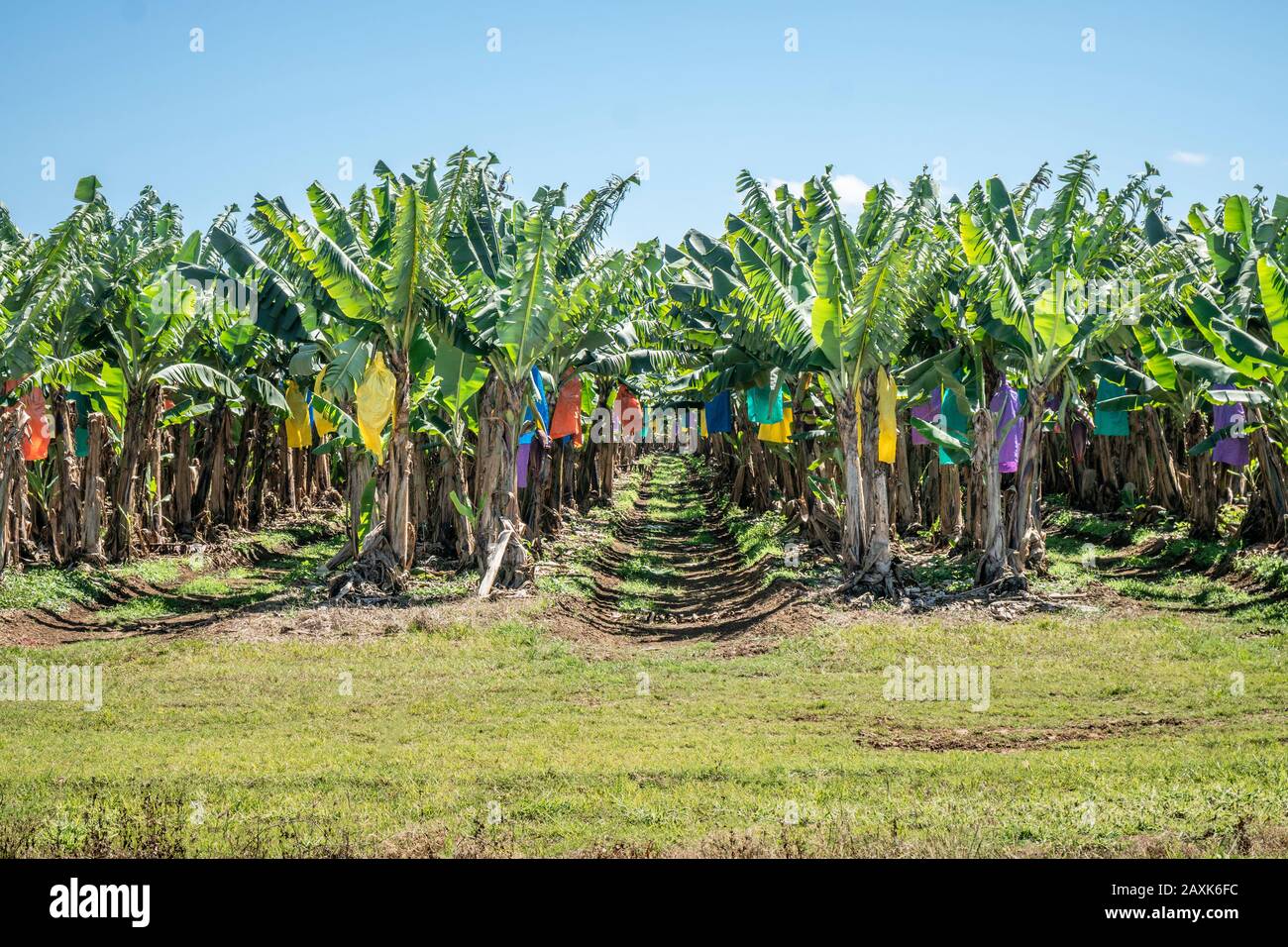 Australia, banana plantation Stock Photo Alamy