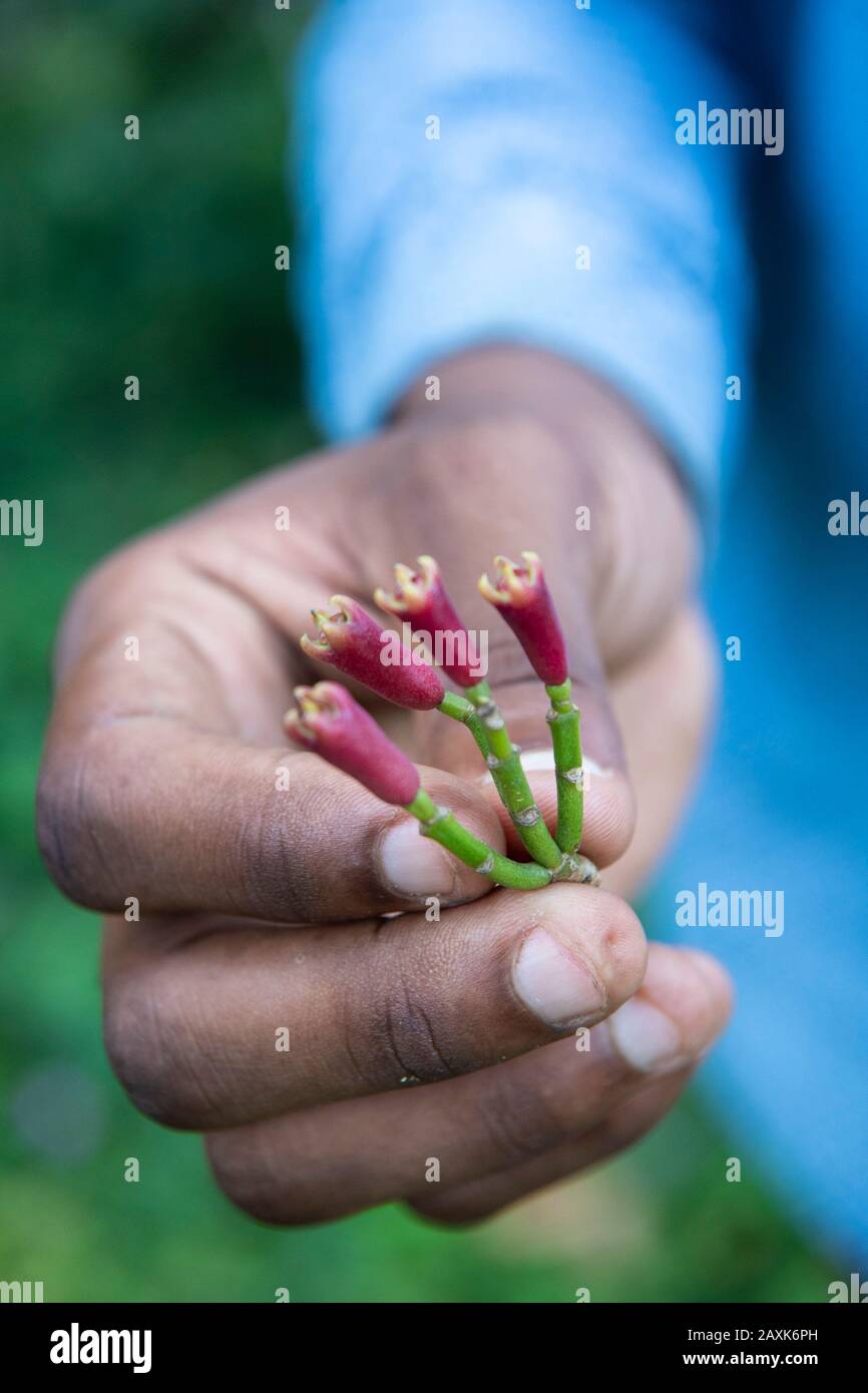 Cloves from a clove tree, Ngezi Forest Reserve, Pemba Island, Zanzibar Archipelago, Tanzania
