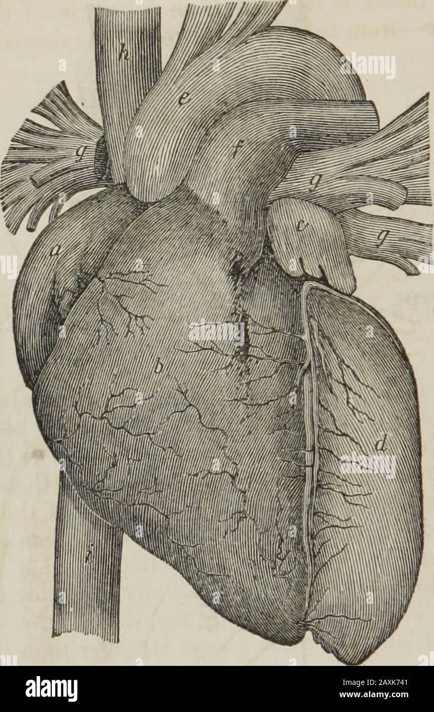 Human physiology : designed for colleges and the higher classes in schools and for general reading . t it.The same remarks could be made in regard to the pulmonaryveins, that pour their contents into the left auricle. 123. Having thus examined the heart in detail, you are nowprepared to look at it as a whole. For this purpose, I presentto you, in Fig. 31, a front view of the heart, in which a is theright auricle, receiving the purple blood from the whole bodyby the two large veins, h and i, called the vence cavce ; b is theright ventricle, that receives the blood from the right auricle,and sen Stock Photo