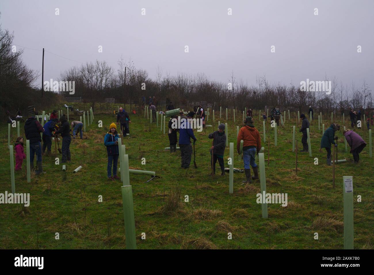 Volunteers working with community climate and environment action group planting trees on a gloomy day to create a new woodland. Devon UK Stock Photo