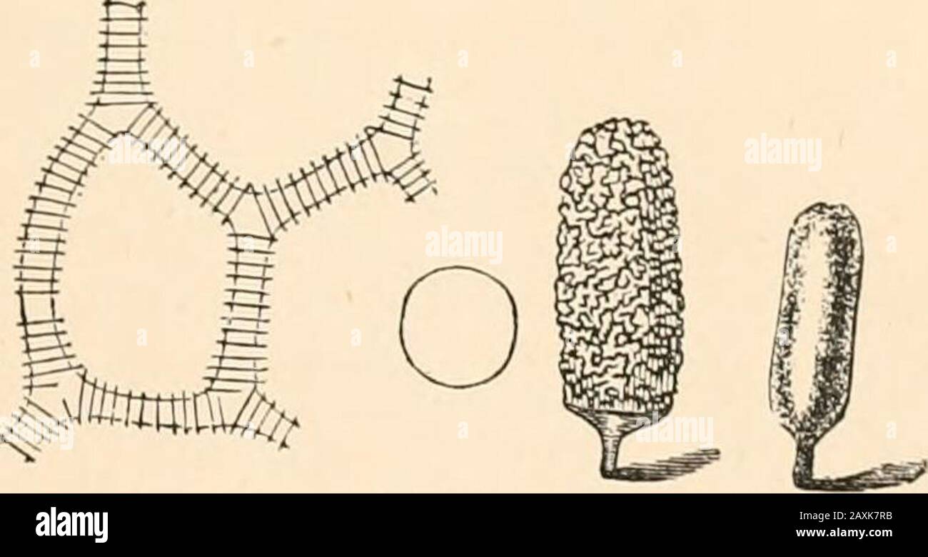 Introduction to the study of fungi, their organography, classification, and distribution for the use of collectors . Fig. 147.—Threads andspores of Trichia. Fig. 148.—Arcyria, with portion ofcapillitium magnified. (Fig. 147), and Oligonema, in which there are no distinct spirals.The seven genera of the Arcyriae are partly known by the char-acter of the capillitium, of which the largest genus is Arcyria.having the threads combined into a network which becomesnaked or protruded at maturity (Fig. 148). Two other genera, 3i6 INTRODUCTION TO THE STUDY OF FUNGI such as Lycogala and Perichaena, have Stock Photo