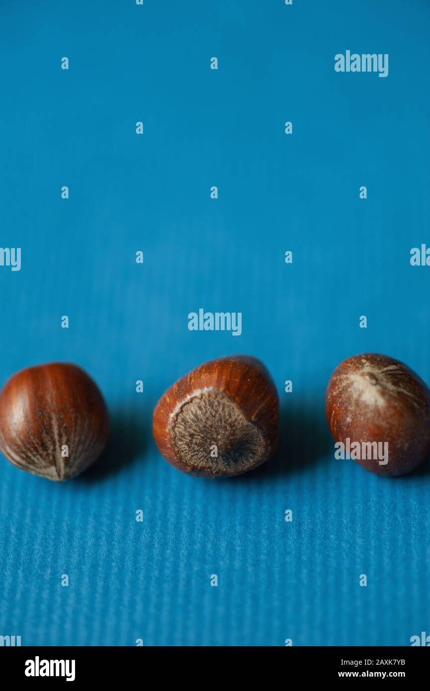 Three hazelnuts on a blue background. Stock Photo