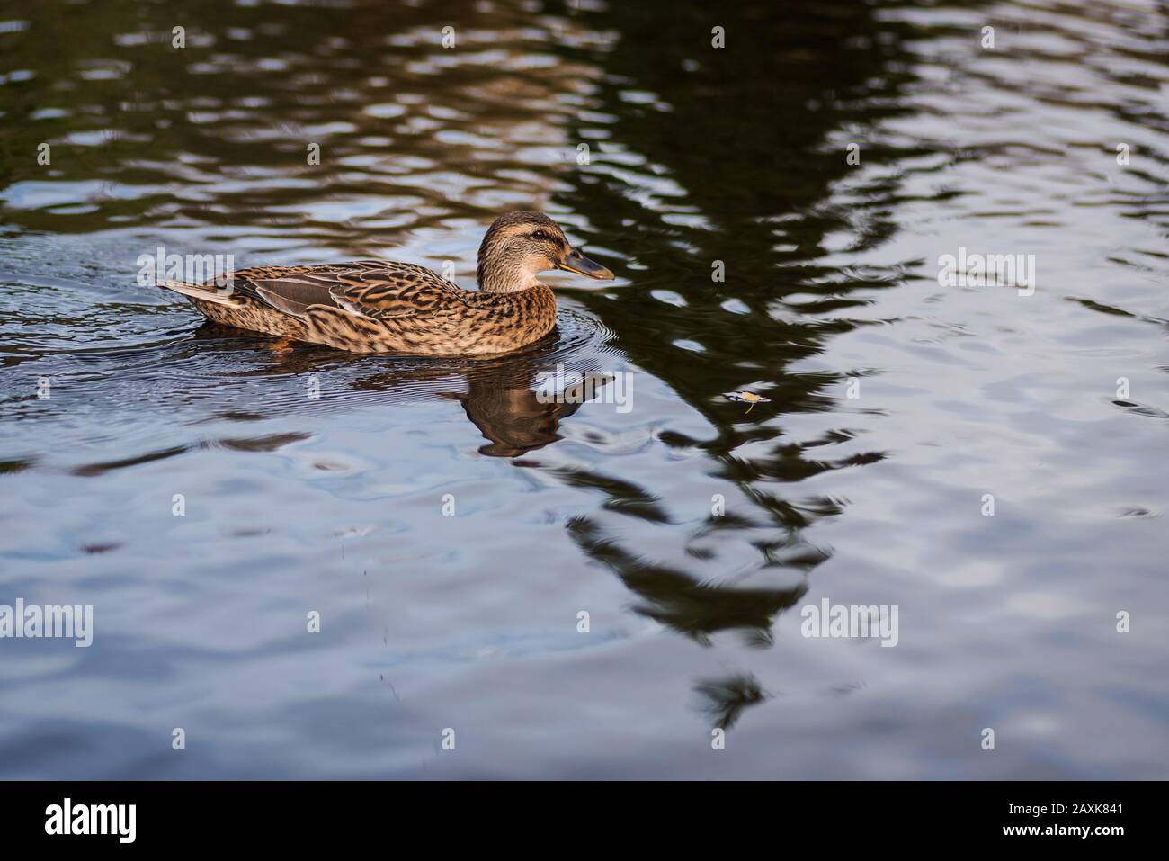 female duck swimming in a pond on winter in spain Stock Photo Alamy