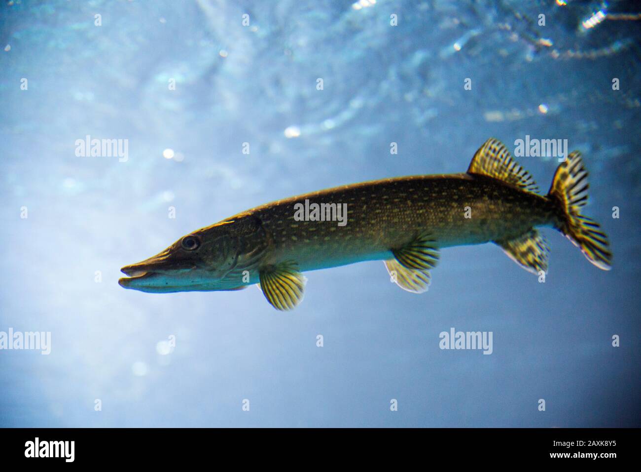 Fische Stock Photo