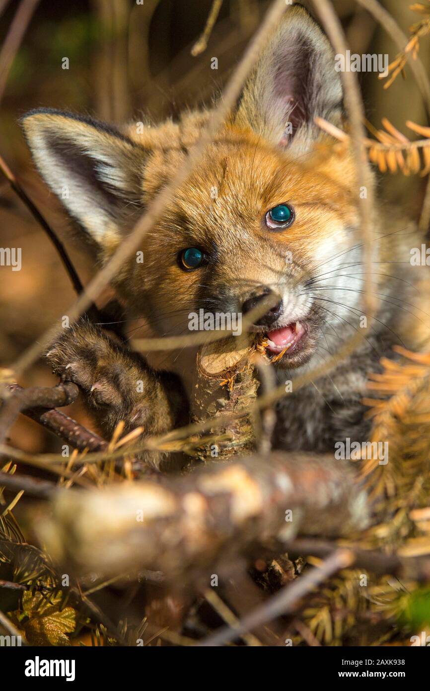 Junger Fuchs Stock Photo