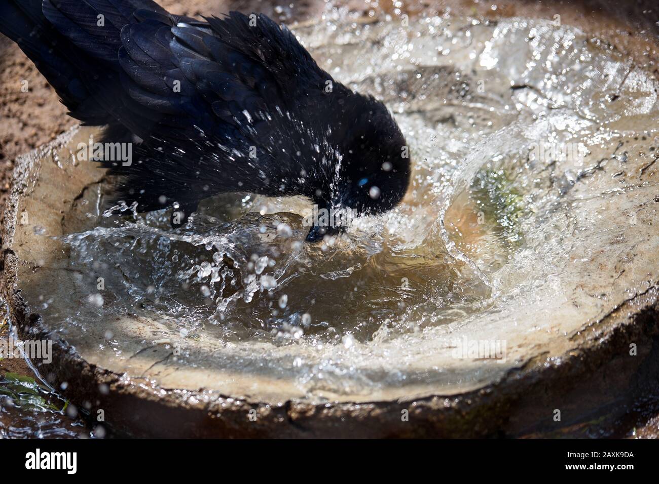 Black Raven Quenches Thirst Hot Sunny Sultry Summer Day And Takes A Shower In Splashes And Drops