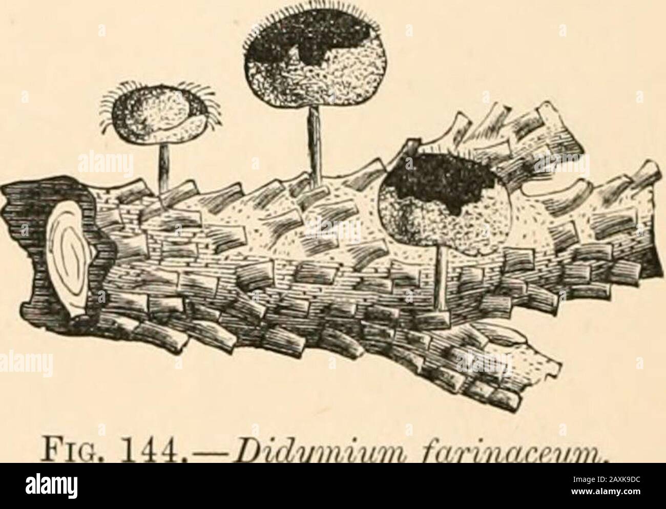 Introduction to the study of fungi, their organography, classification, and distribution for the use of collectors . es,and is subdivided into two sections, in bothof which there is an external deposit of limeon the wall of the sporangium. TheDidymeae have a capillitium which iswholly without lime (Fig. 144), and thePhysareae a capillitium which encloses lime.We need not stay to analyse the differentgenera in these two sections, inasmuch asthey will offer no difficulty to the student.The Didymeae includes such generaDidymium, Lepidoderma, Spumaria, and145). In as Chondrioderma,Diachaea (Fig.Sp Stock Photo