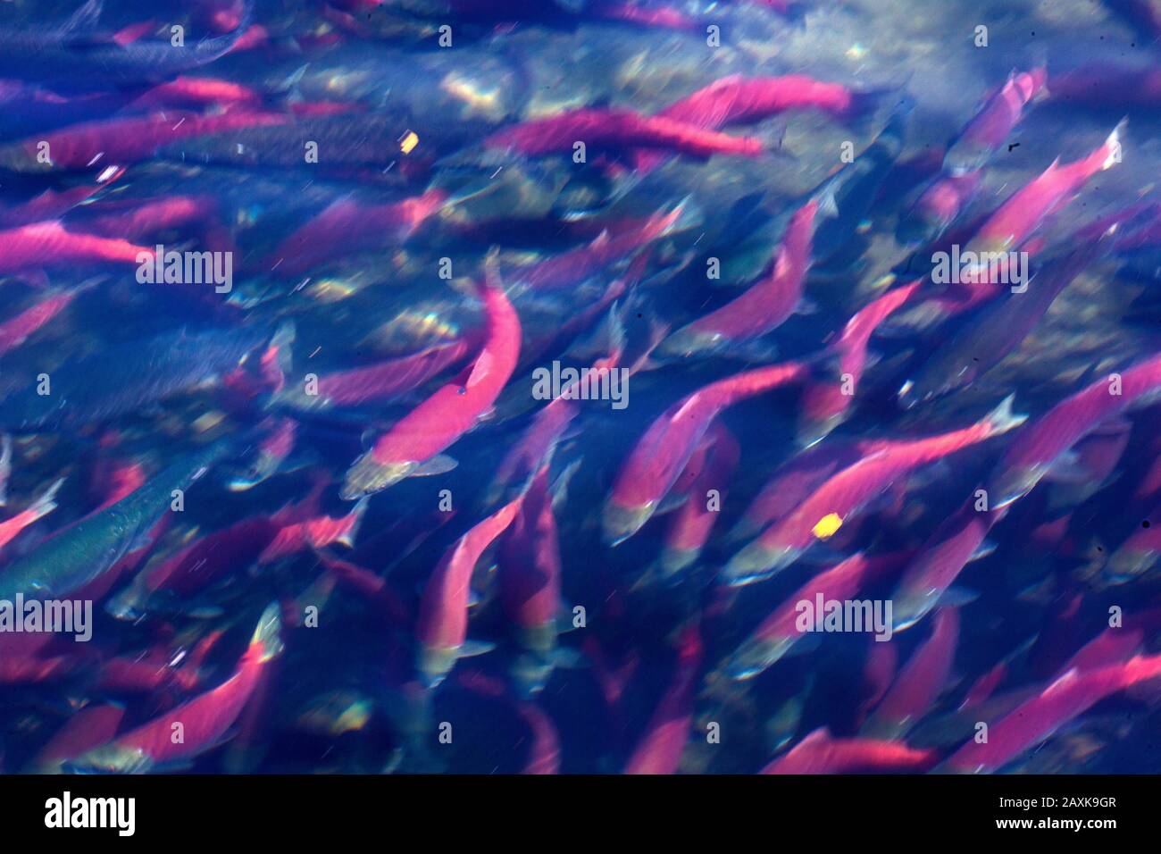 Lachs im Katmai Nationalpark Stock Photo