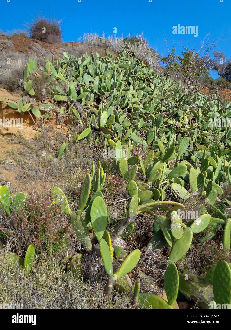 Cascading cacti off the Front Mar walking route, Funchal, Madeira, Portugal, European Union Stock Photo
