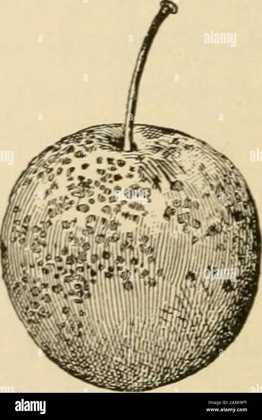 Fungi and fungicides; a practical manual, concerning the fungous diseases of cultivated plants and the means of preventing their ravages . a he FIG. 32. PLUM DISEASES.a, b. Fruit scab; c, f Iuit spot. plums. It appears when the fruit is ripening, in theshape of minute round specks, of a paler or grayer colorthan the surrounding skin. These usually enlarge asthe fruit ripens, finally attaining a diameter of a quarter,or even half an inch. Several spots sometimes runtogether to form a blotch. The mycelium of the fungus THE PLUM LEAF-BLIGHT 63 does not j)enetrate deeply into the fruit, and in its Stock Photo