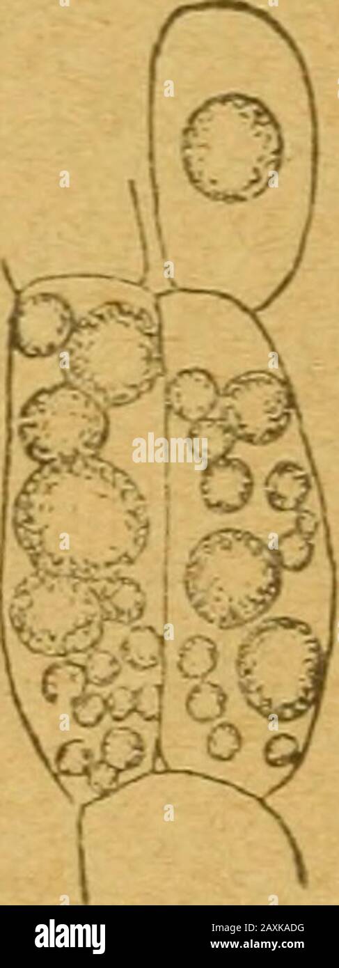 Zellenlehre und anatomie der pflanzen . friftallen in ben S^^^^^i^J^^i^ ^^^ fR^nanilja^een, fomie beiPirola, Utricularia u. a. ©te finben fid) 3. ^. bei Alectoro-lophus in befonber§ großer SDJenge im (Snbofperm ber ©amenunb peilen, ha fie bei ber Keimung aufgelöft werben, einen9f?eferöepoff bar. (Bti)i ^äufig finben fid) gette unb fette Öle bei $f langen,befonber§ tüiebemm in ben 9^eferbeftoffbeI)ältern, fo im (5nbo^f:perm ber ^o!o§nu§ (Gocos nucifera), be§ 9fti§inu§ (Ricinus communis), in benfot^Iebonen be§Sein§ (Linum usi-tatissimum), 9f?a|)fe§(Brassica Napus)unb §anf0 (Canna-bis sativa), be Stock Photo