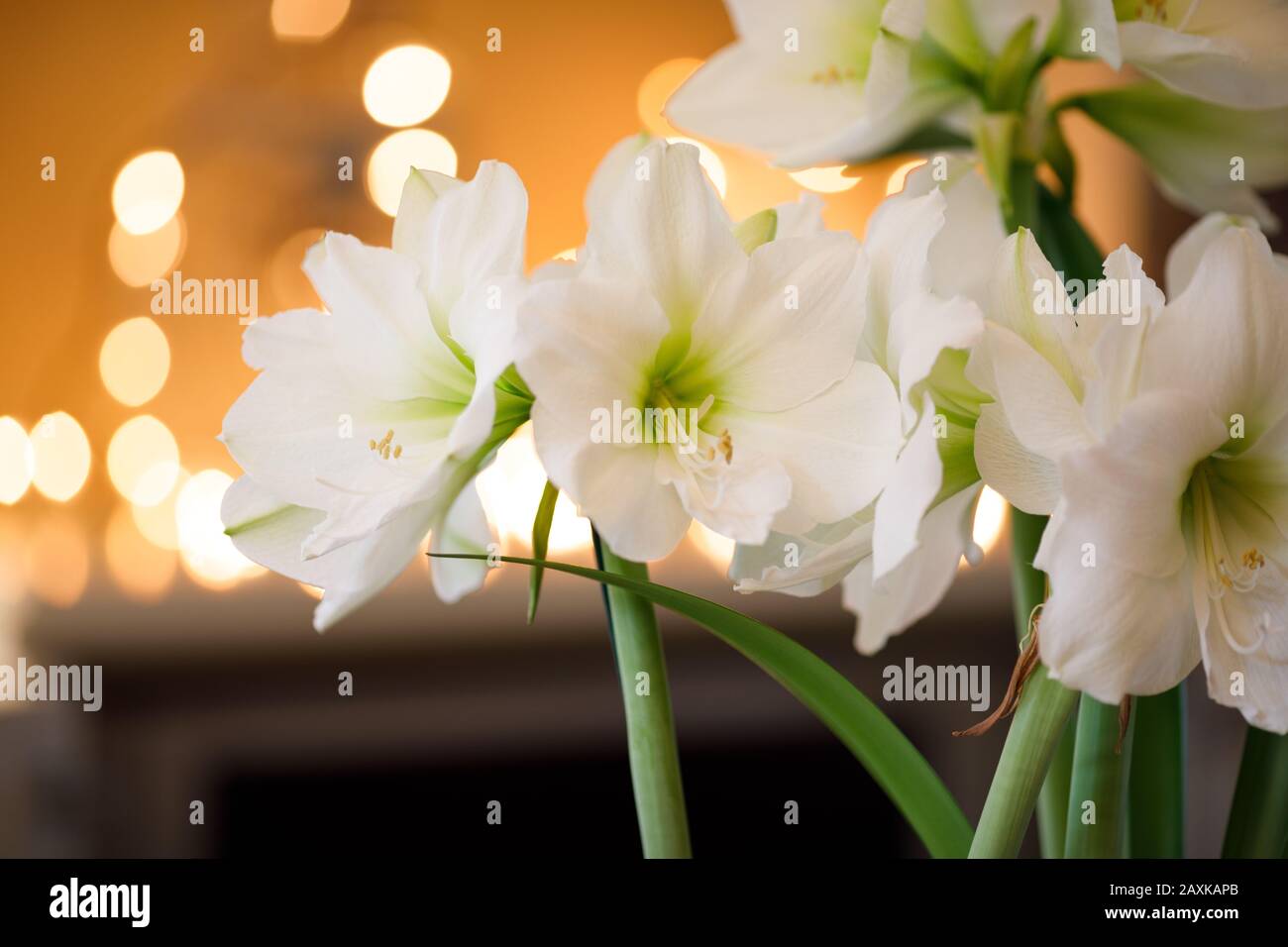 Amaryllis Santiago blooming indoors. White hippeastrum Santiago flowering inside a home Stock Photo