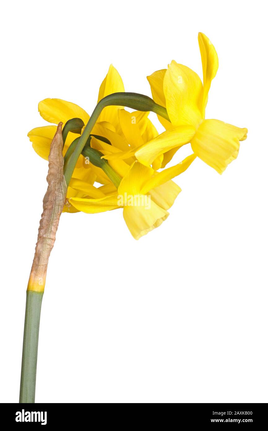 Side view of stem with four yellow flowers of a Narcissus triandrus daffodil hybrid cultivar isolated against a white background Stock Photo