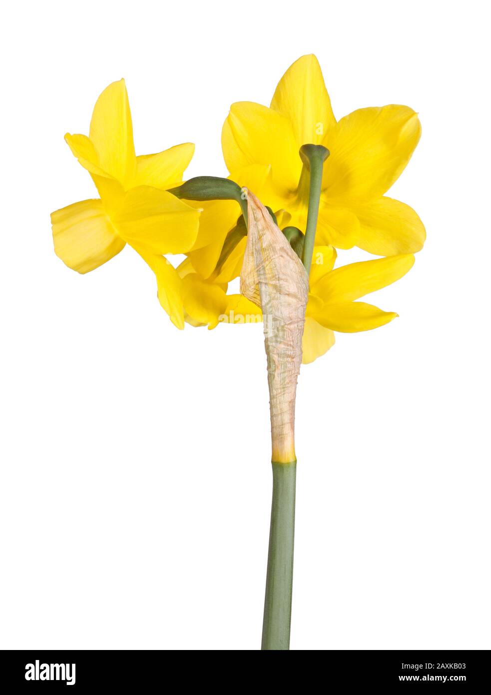 Back view of stem with four yellow flowers of a Narcissus triandrus daffodil hybrid cultivar isolated against a white background Stock Photo