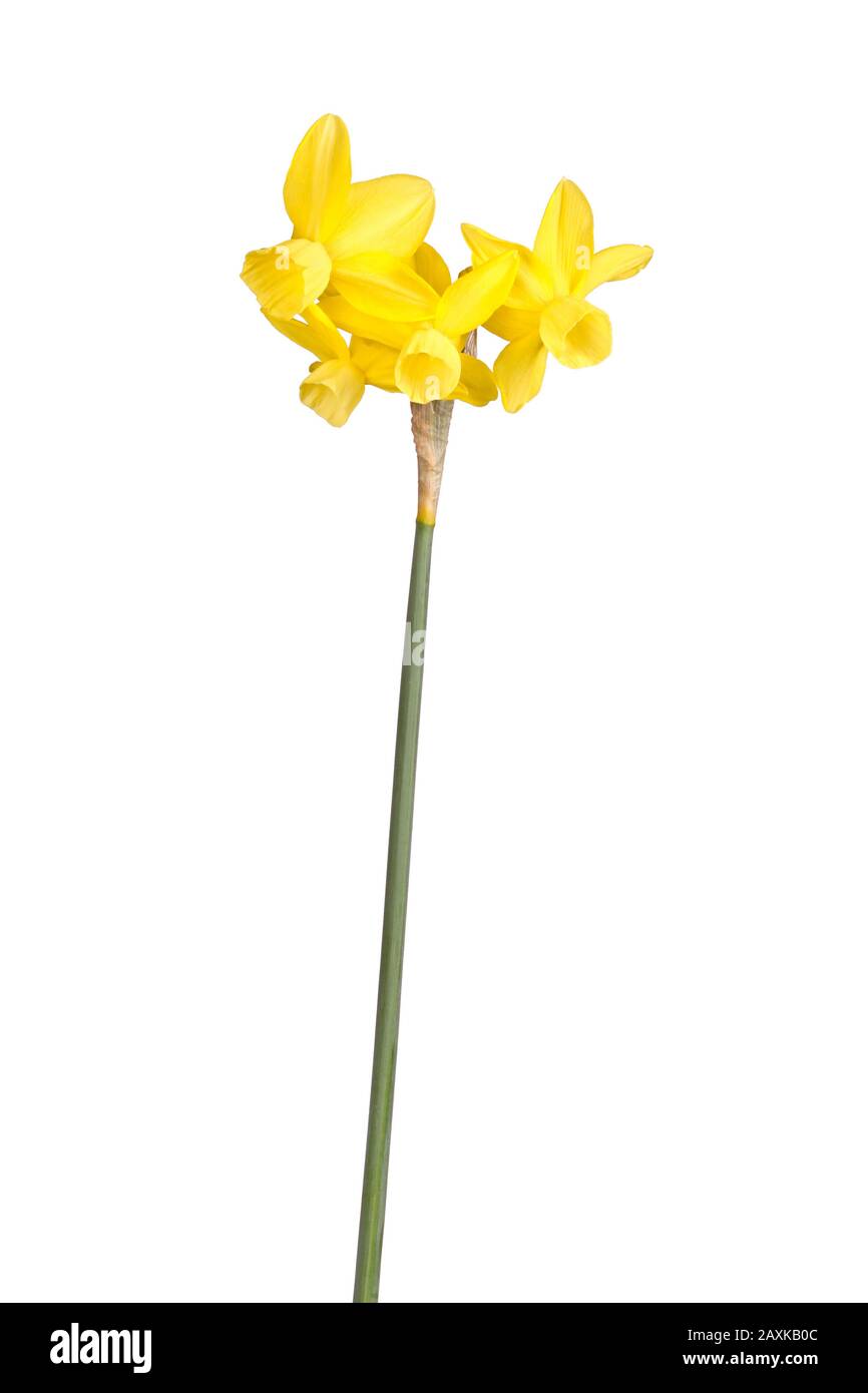 Stem with four yellow flowers of a Narcissus triandrus daffodil hybrid cultivar isolated against a white background Stock Photo