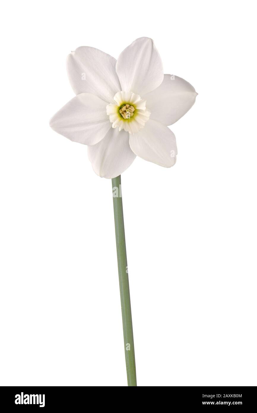 Single flower and stem of the green-eyed, small-cup daffodil cultivar Emerald Stone isolated against a white background Stock Photo