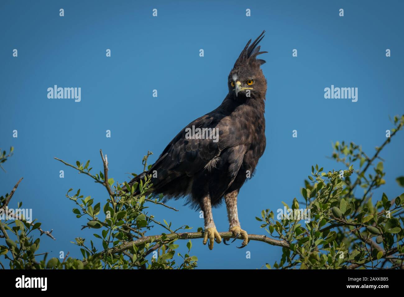 Long-crested eagle perched on branch looking down Stock Photo