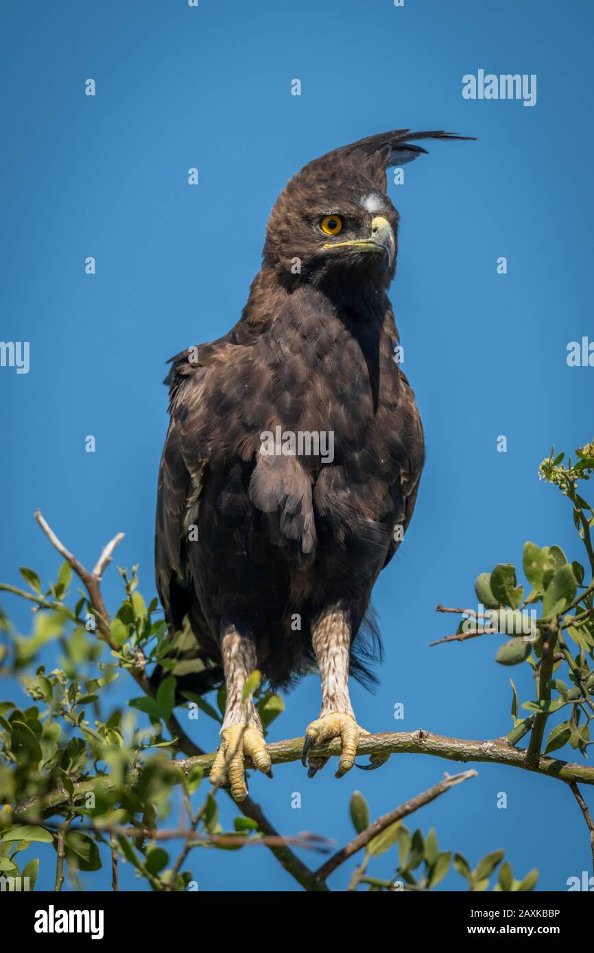 Long-crested eagle on branch under blue sky Stock Photo