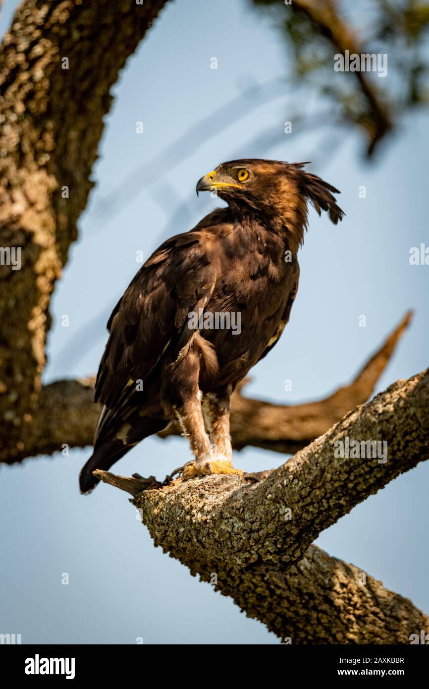Long-crested eagle looks back from sunny branch Stock Photo