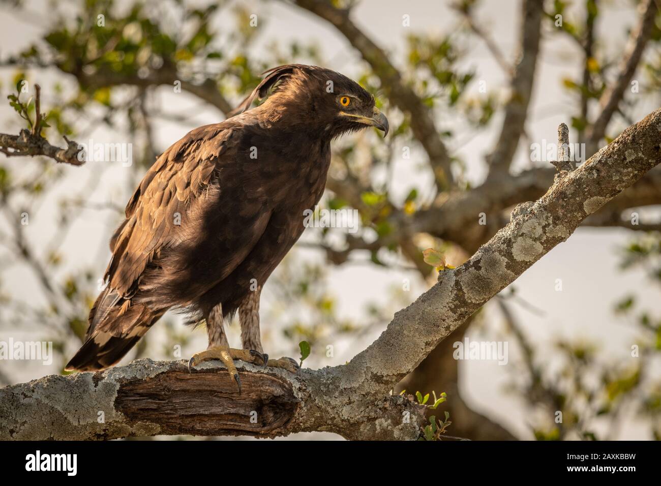 Long-crested eagle looks down from lichen-covered branch Stock Photo