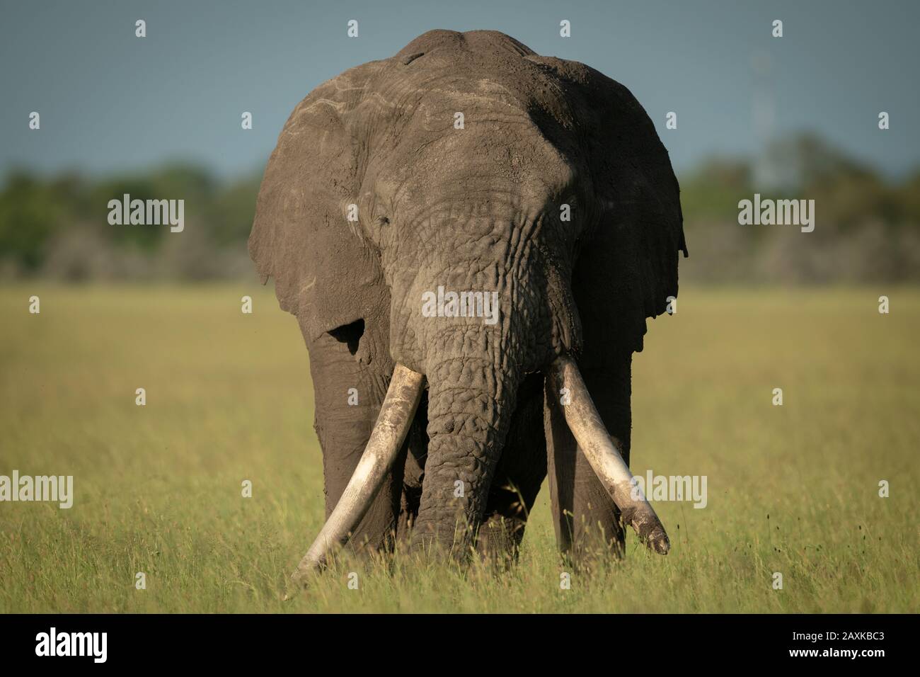 Male African bush elephant stands facing camera Stock Photo - Alamy