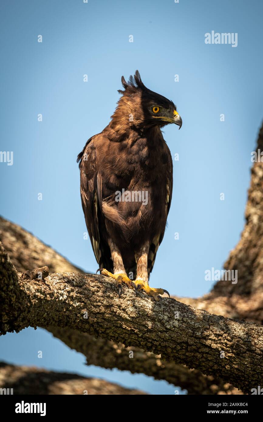 Long-crested eagle looks right from sunny branch Stock Photo