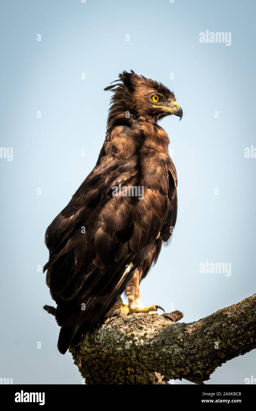 Long-crested eagle perches in profile on branch Stock Photo