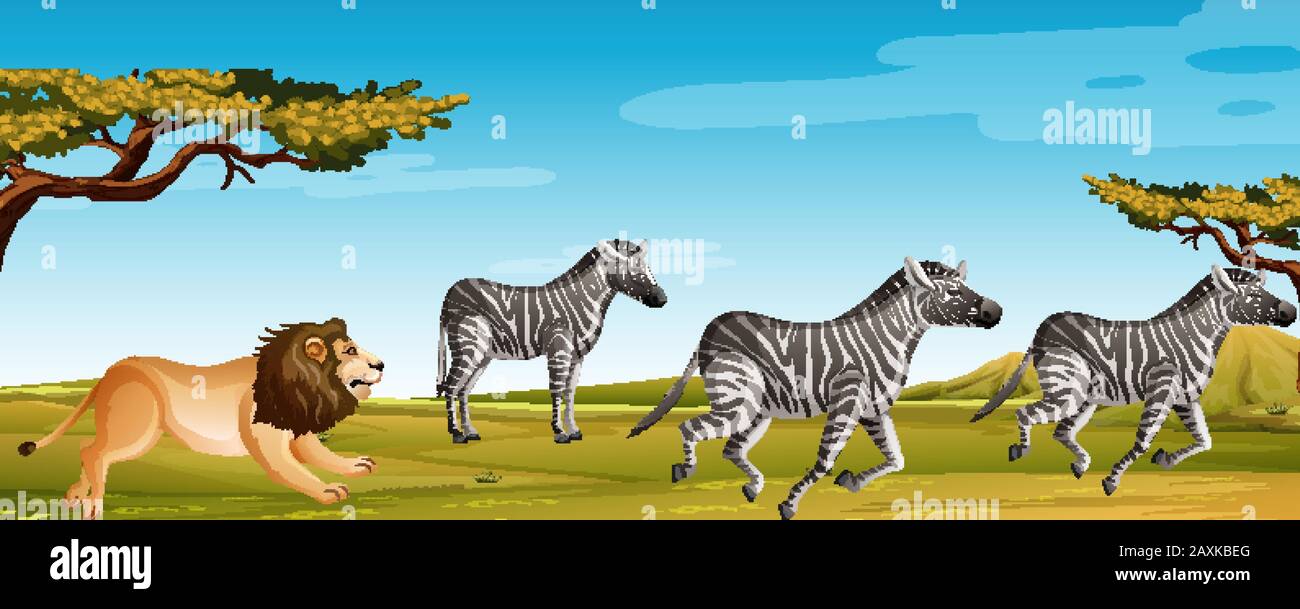 Scene with lion hunting zebra in the green field illustration Stock