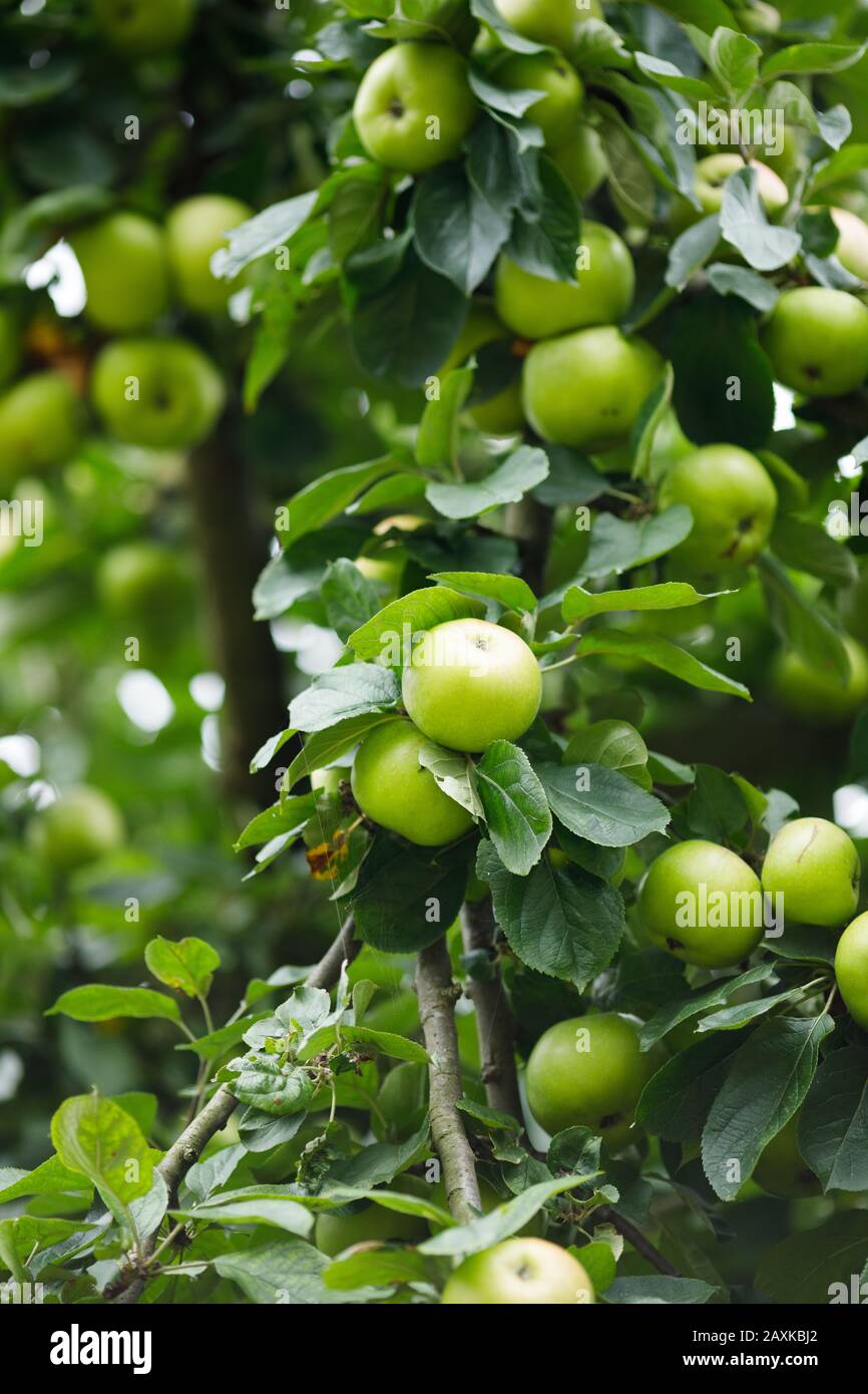 Apple Granny Smith variety ready to be harvested in the tree Stock Photo