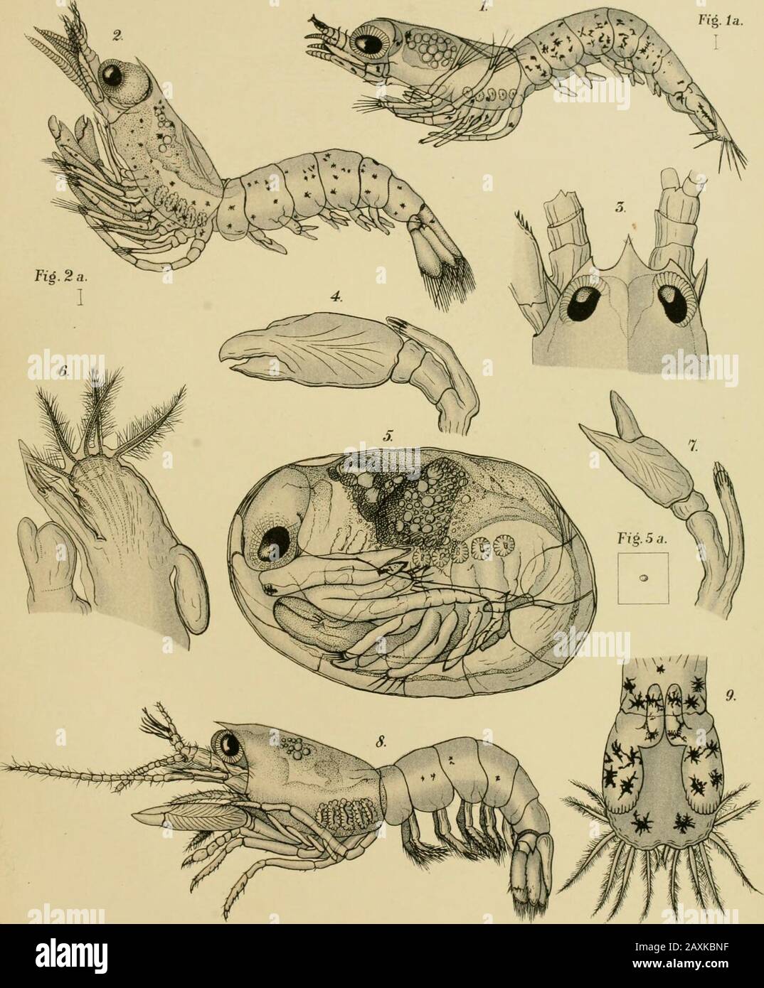 The embryology and metamorphosis of the Macroura . larva. L.=4.Fig. 3. Head of young from same brood. Four days old. x52.Fig. 4. Right first pereioi)od of larva of A. saulcyi, var. brevicarpus, before the molt preparatory to stage shown in Pig. 1. Seen from inner side. x52. Swimming hairs of exopodites rudimentary.Fig. 5. Egg embryo of A. saulcyi, var. longicarjyus, nearly ready to hatch. The large chela of the left first pereiopod is conspicuous below the autenni*. x46.Fig. 5a. To show natural size of the same. Slightly too large. Dimensions: xooXySoiuch.Fig. 6. First and second maxilla of fi Stock Photo