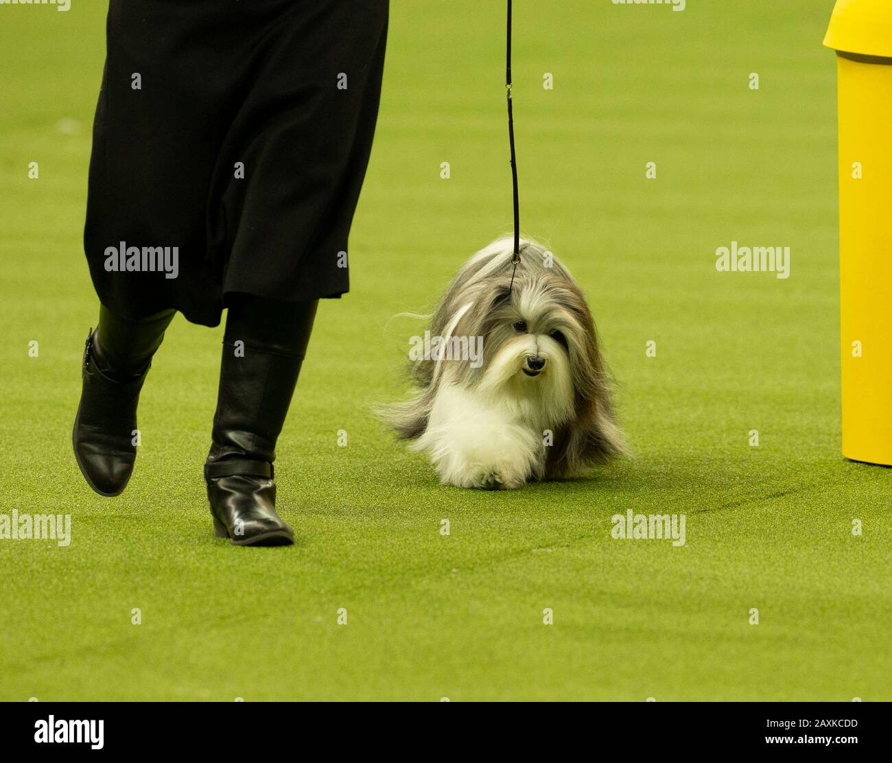 New York, United States. 11th Feb, 2020. Winner of Toy Group Havanese named Bono runs during 144th Westminster Kennel Club Dog Show at Madison Square Garden (Photo by Lev Radin/Pacific Press) Credit: Pacific Press Agency/Alamy Live News Stock Photo