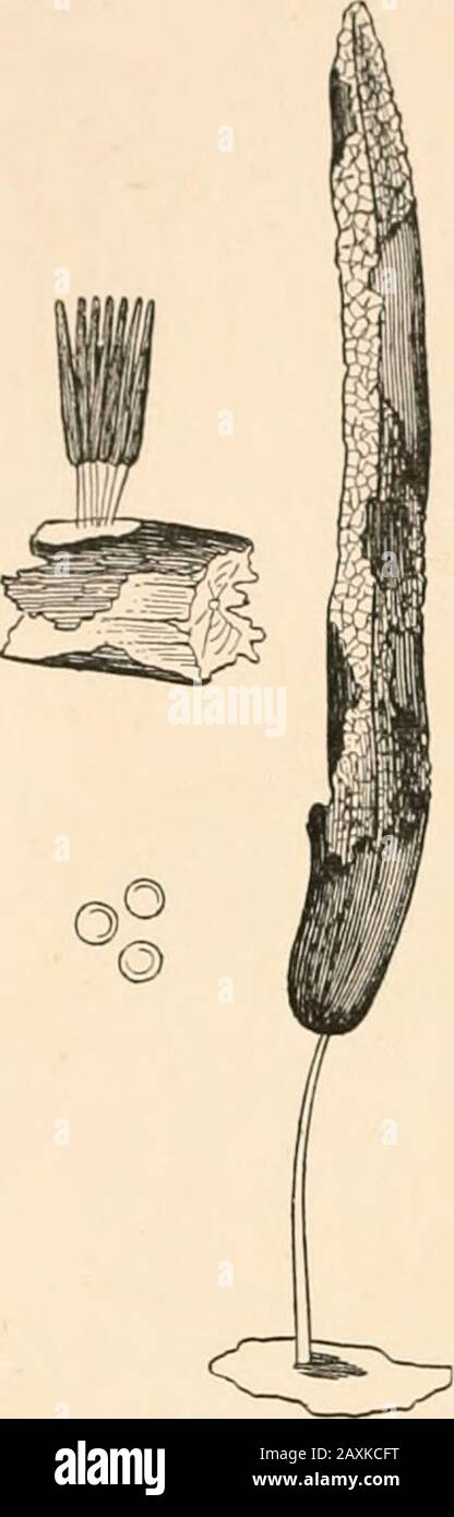 Introduction to the study of fungi, their organography, classification, and distribution for the use of collectors . Fig. 142.—Dictydium. naturalsize and magnified. 314 INTRODUCTION TO THE STUDY OF FUNGI the upper portion. Fig. 143.—,S&lt;ewi.fusca. of the columella. lu the Stemoniteae thetypical genus is Stemonitis (Fig. 143), inwhich the sporangia are free, whilst in theother genera, as Amaurochaete, Brefeldia,and Eeticularia, the sporangia are combinedinto an aethalium. In the other section,called Lamprodermeae, there are some halfdozen genera, in all of which the sporangiaare free, but in Stock Photo