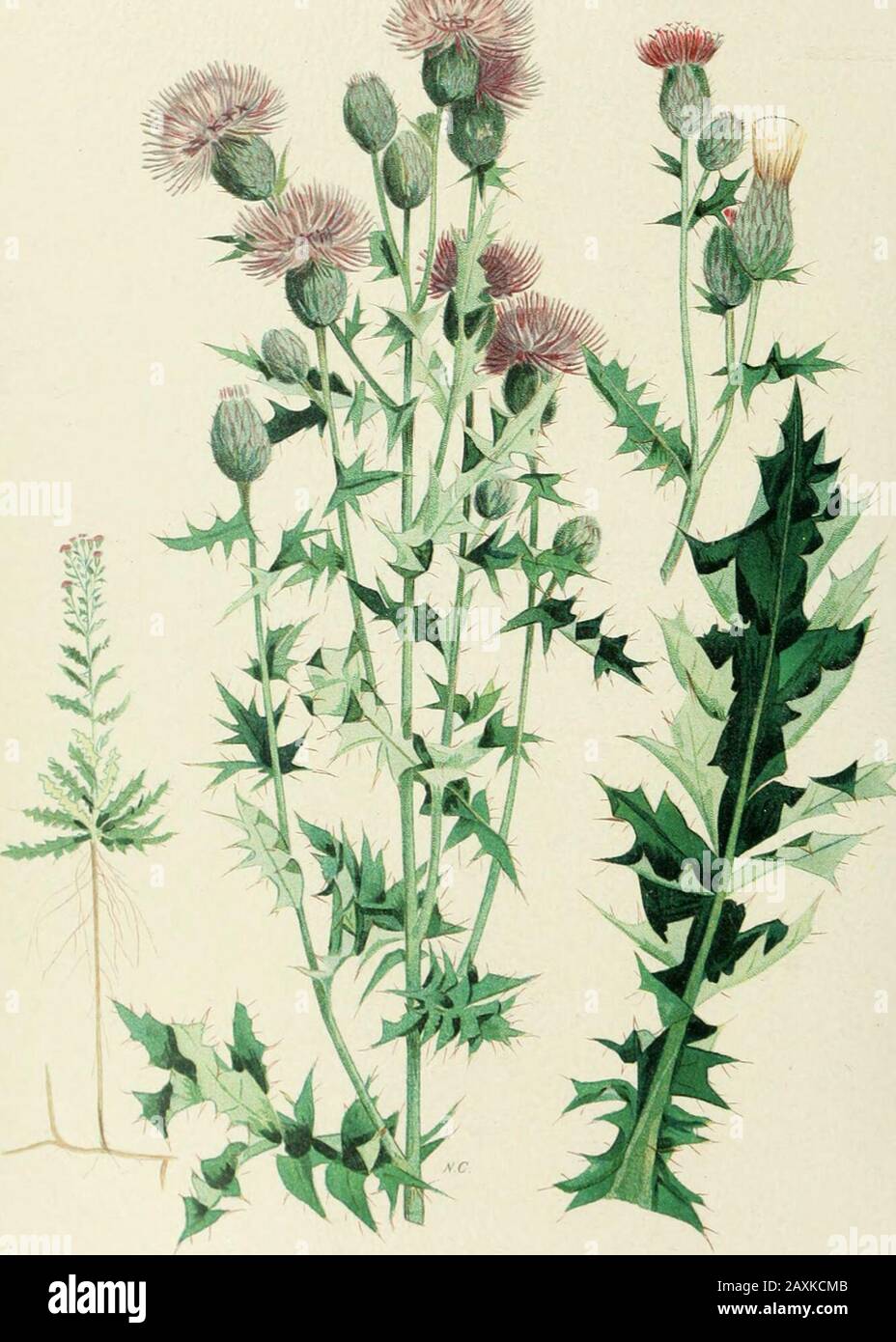 Farm weeds of Canada . flowers. The seeds are long and narrow, spindle-shaped, the upper end blunt and slightly enlarged by the white apical scar;surface finely ridged lengthwise, and covered with short white bristles, inthis way differing from the seeds of the similar Stinking Groundsel, Senecioviscosus, L., which occurs in the Maritime Provinces with the CommonGroundsel, and, although the whole plant is viscid pubescent, has its ratherlonger seeds entirely without bristles; its flower-heads also bear distinctmarginal ray-florets. The Common T.^nst. Tanacetum vulgare, L., is quite a different Stock Photo