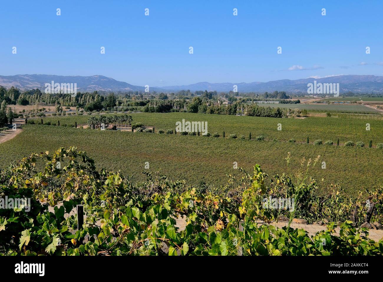 Winemaking in Sonoma County, California, USA Stock Photo Alamy
