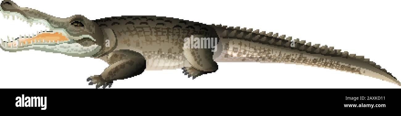 Wild crocodile with sharp teeth on white background illustration Stock