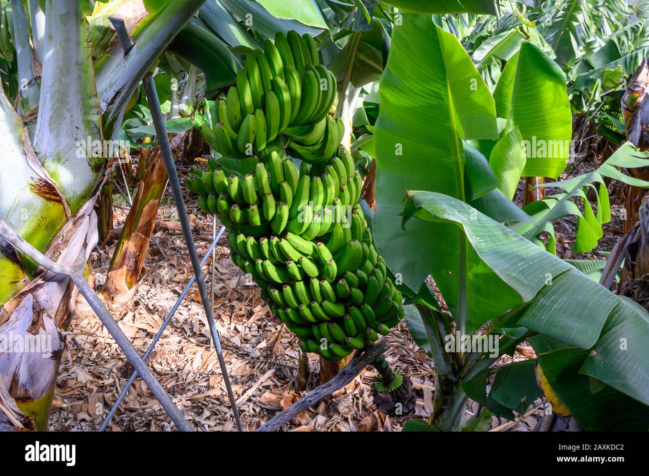 Plantations with different cultvars of bananas plants on La Palma ...