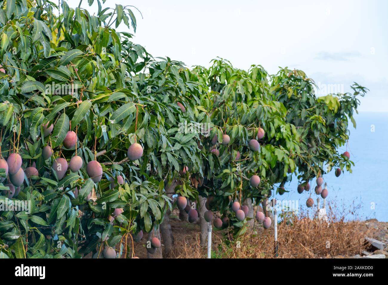Eco farming on La Palma island, plantations with organic mango trees