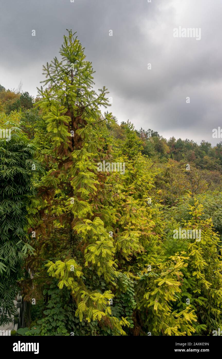 Gold mountain trees river hi-res stock photography and images - Alamy