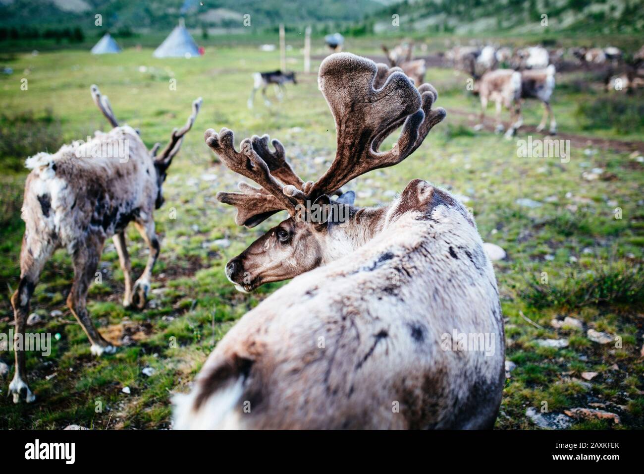 High angle close up of domesticated reindeer grazing near a small rural settlement. Stock Photo