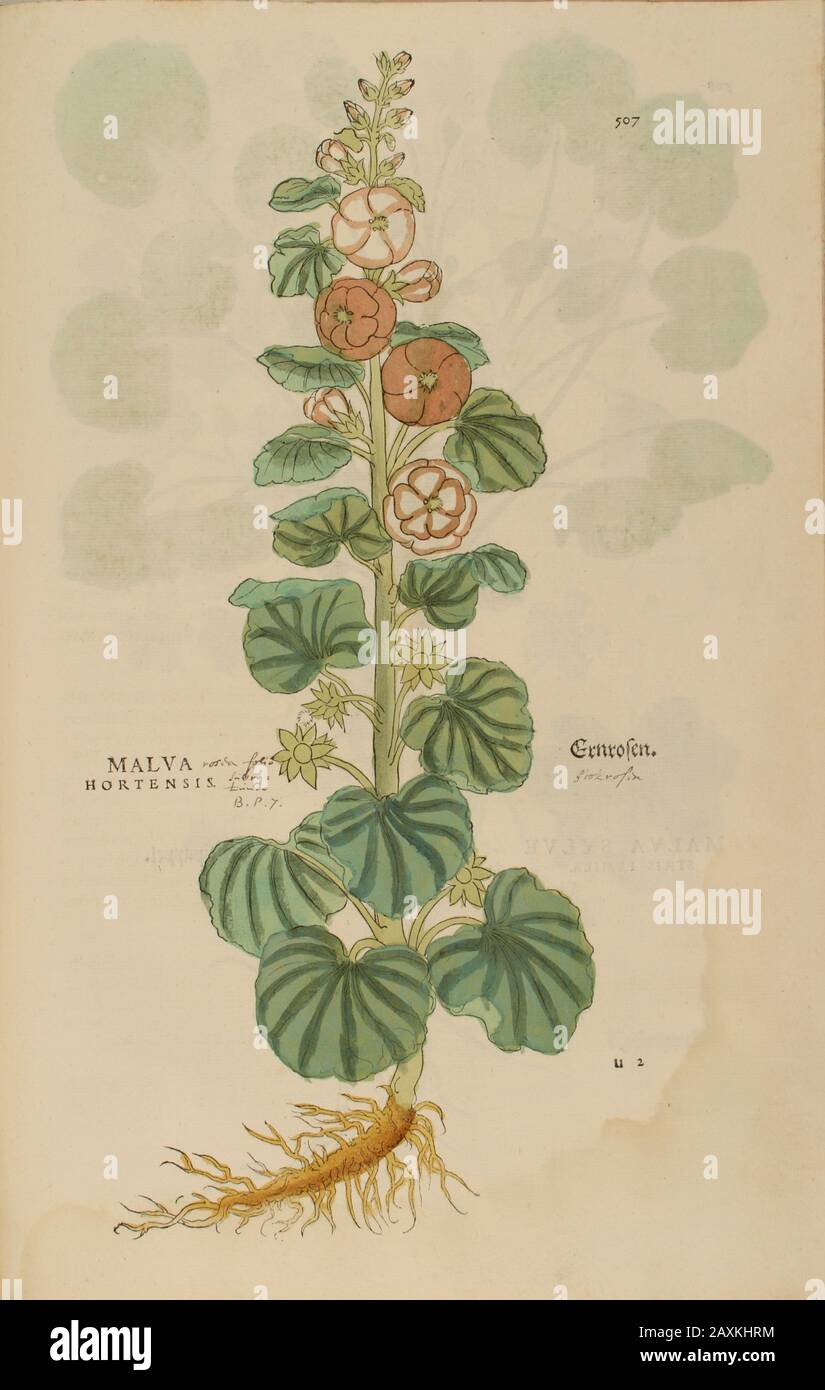 Mallow 16th century, watercolor, hand painted woodcutting botanical print from Leonhart Fuchs book of herbs: De Historia Stirpium Commentarii Insignes Stock Photo