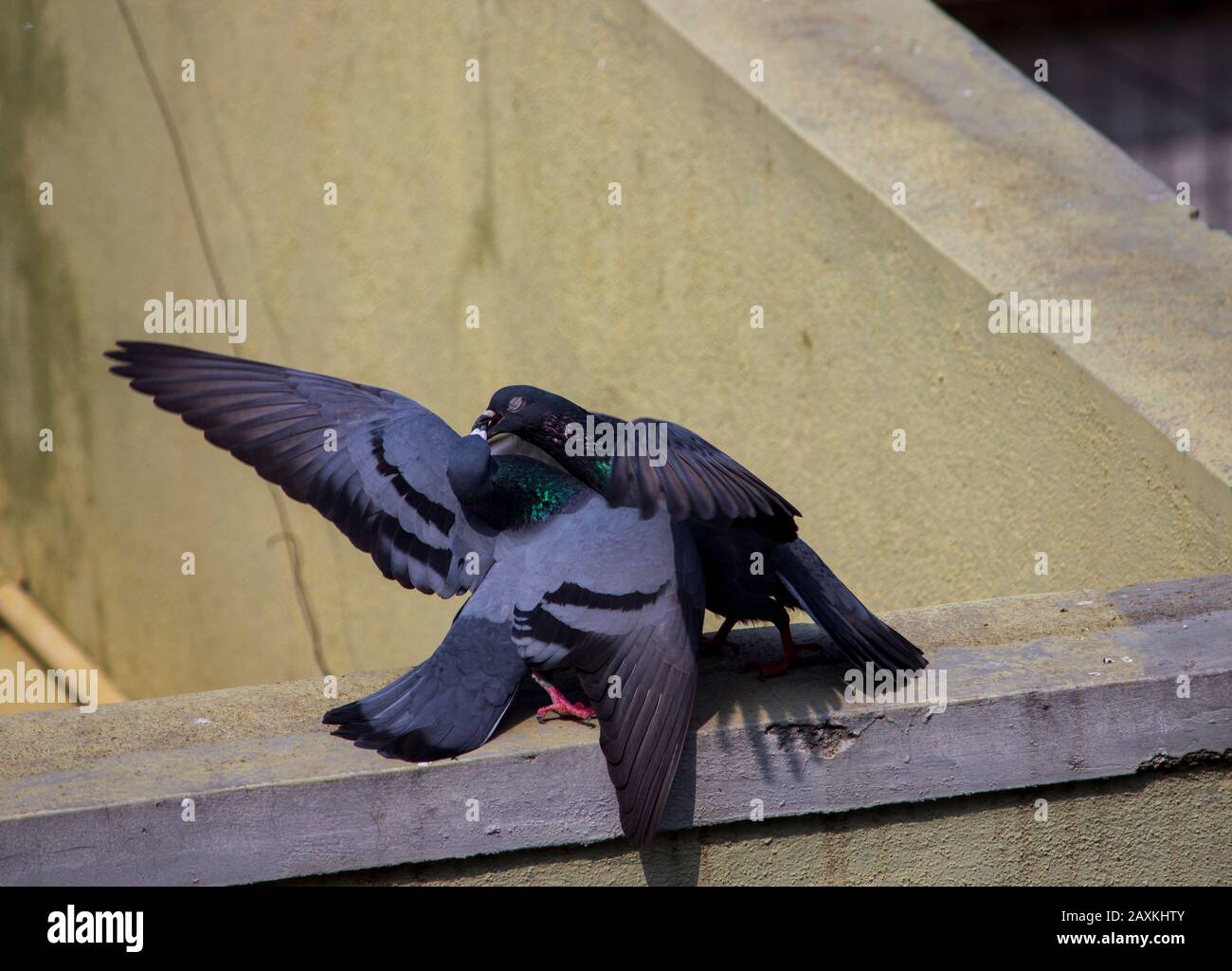Two pigeons are making love Stock Photo
