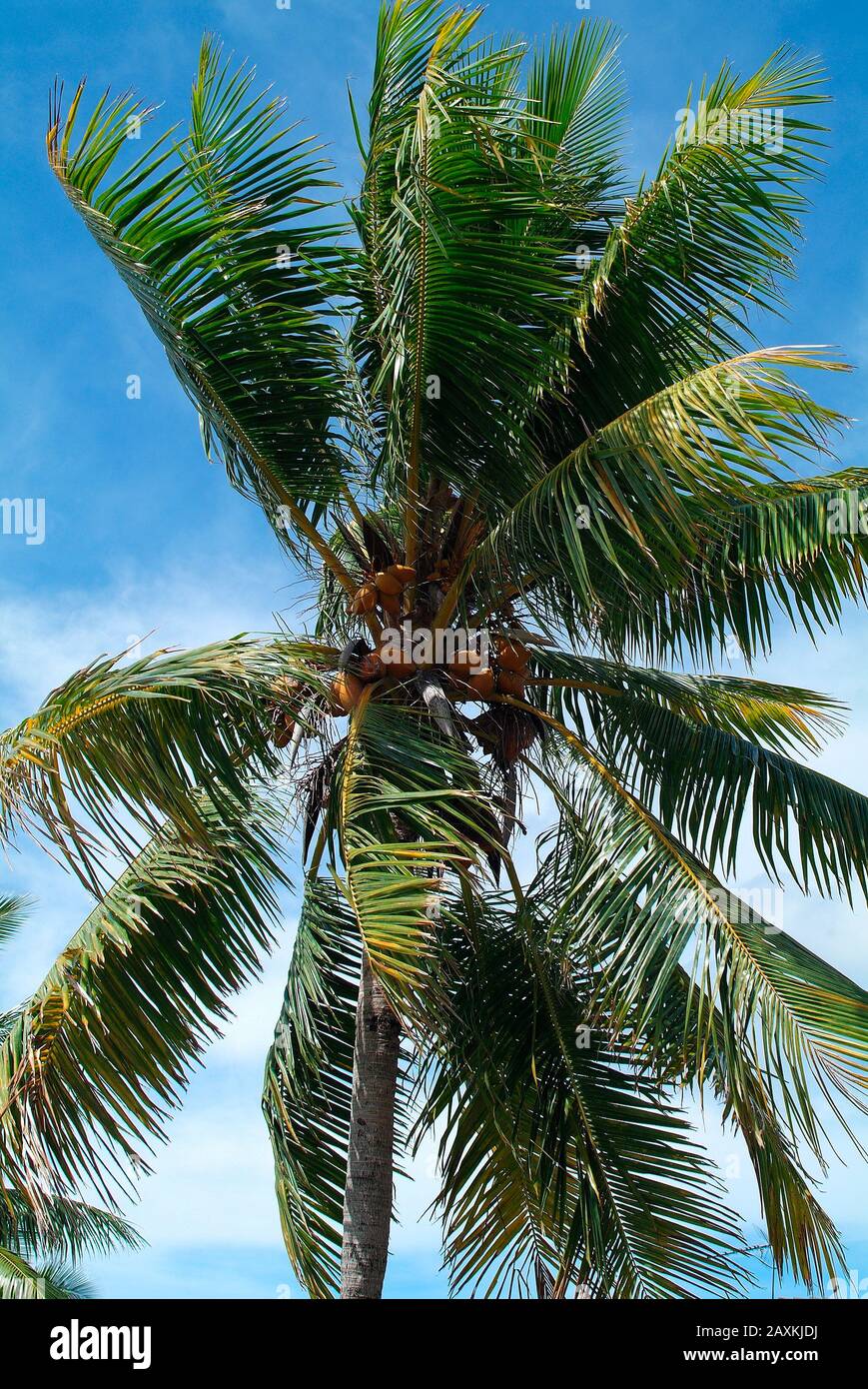 Fiji, Coconut Tree with edible fruit Stock Photo Alamy