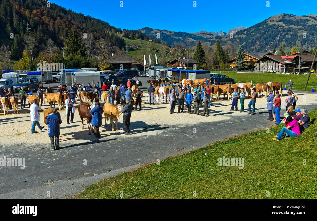 Livestock show of the cattle breeding cooperative Lauenen, canton of Bern, Switzerland Stock Photo