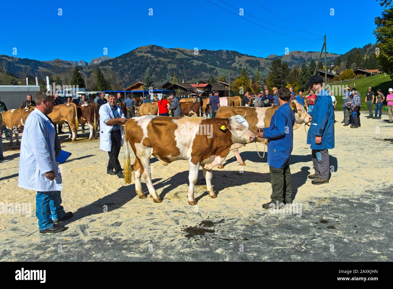 Swiss Fleckvieh, presentation of a young bull at the stock show of the cattle breeding cooperative, Lauenen, canton of Bern, Switzerland Stock Photo